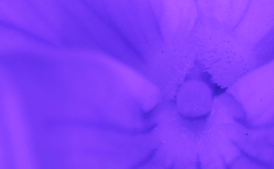 IR (long)