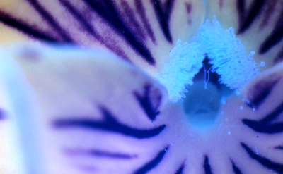 UV